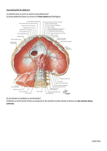 Vascularización de Abdomen