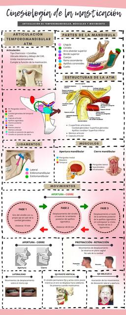 Cinesiología de la masticación