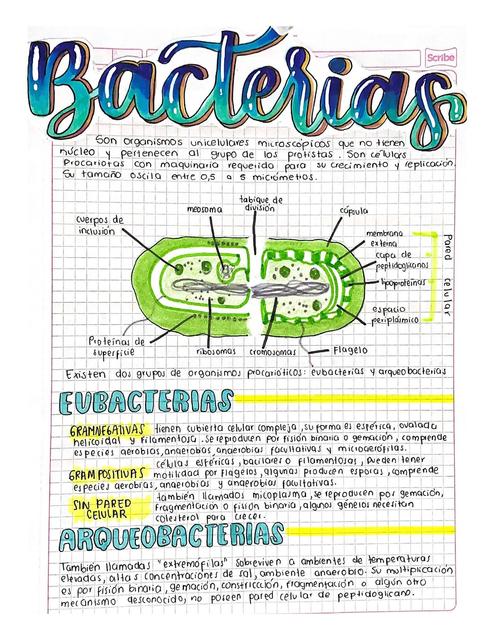 Bacterias GENERALIDADES