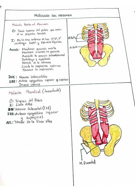 Flashcards de Músculos del Abdomen | Por MediAyudas | uDocz
