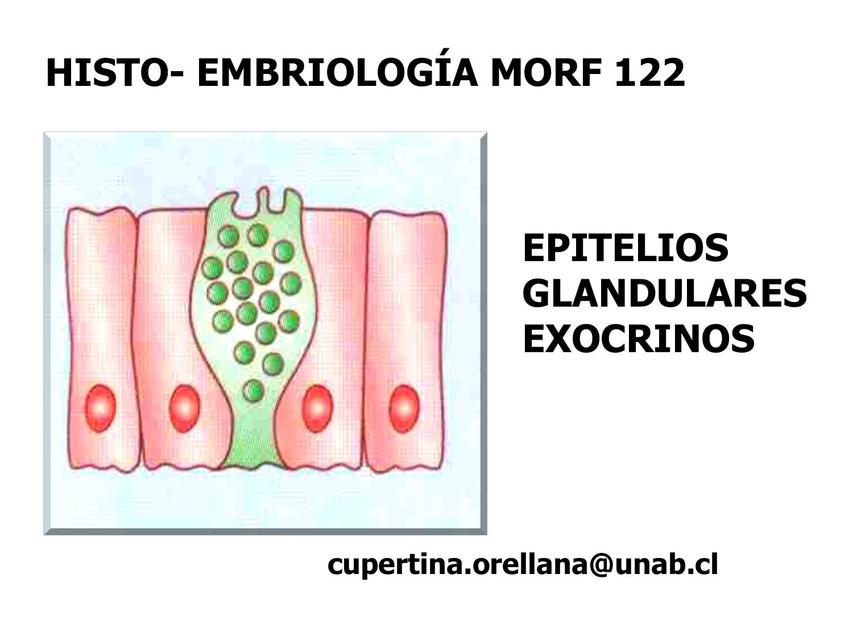 Epitelios Glandulares exocrinos