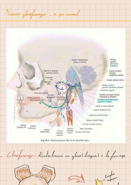 Nervio Glosofaringeo Geanp V Udocz
