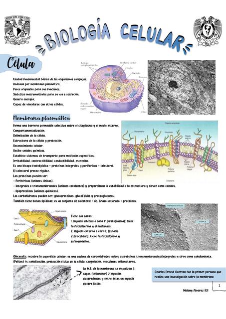 Biología Celular Melany Alvarez Udocz