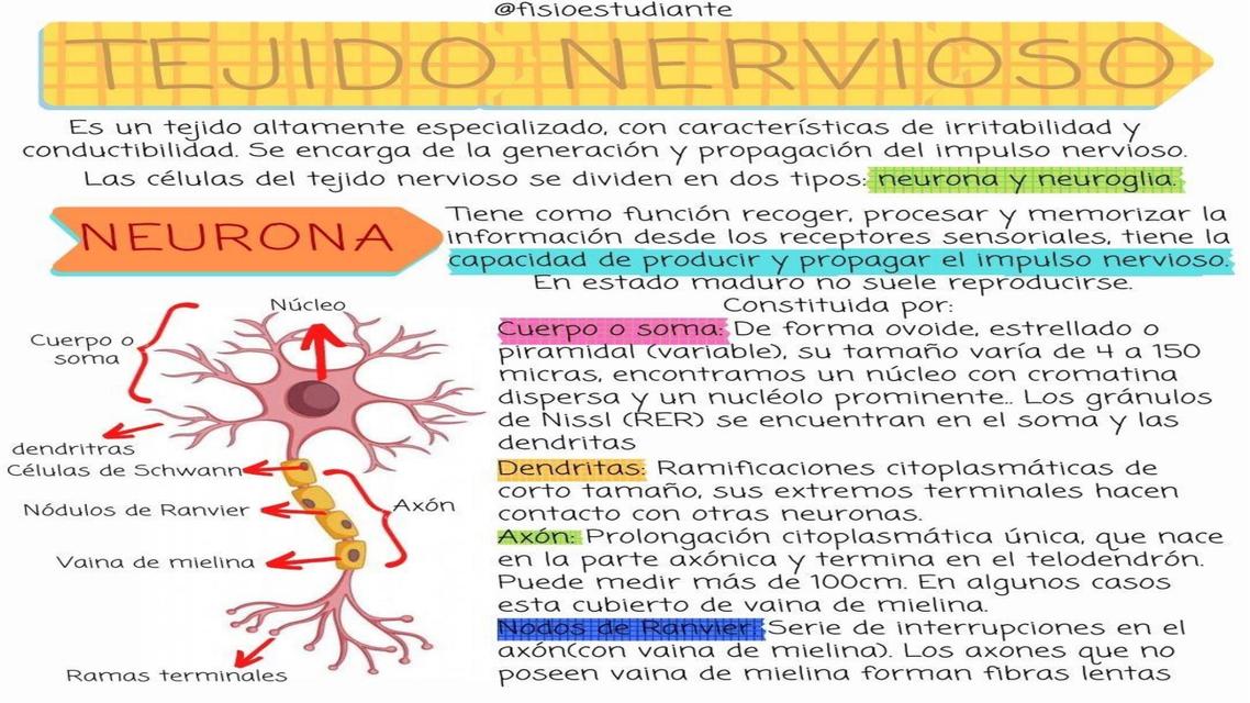 Tejido nervioso