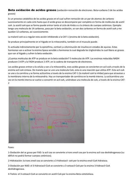 Beta oxidación de ácidos grasos 