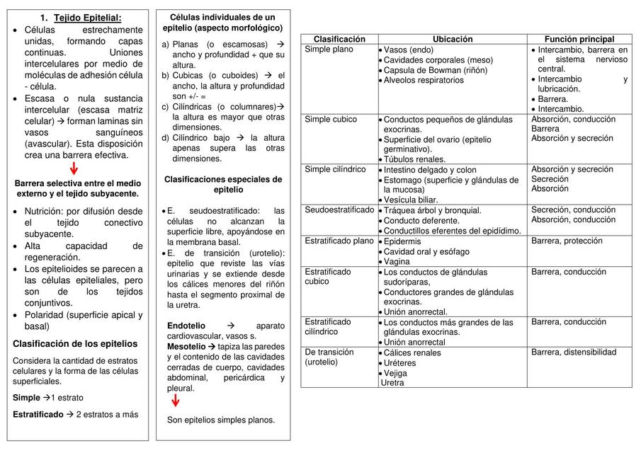 RESUMEN DE TEJIDOS, ESTRUCTURA Y FUNCION | Olga | uDocz