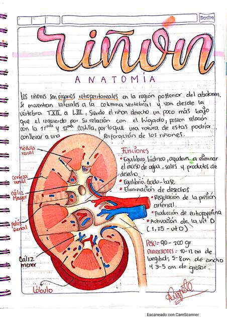 Anatomía renal y de vías urinarias