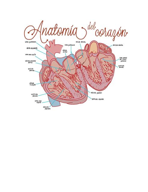 Anatomía del corazón