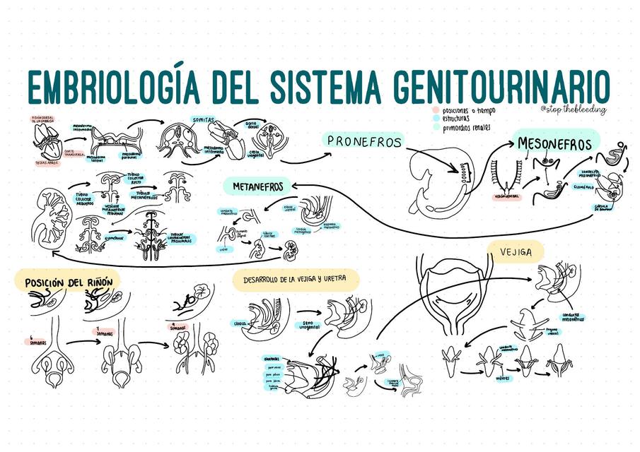 Embriología del Sistema Genitourinario