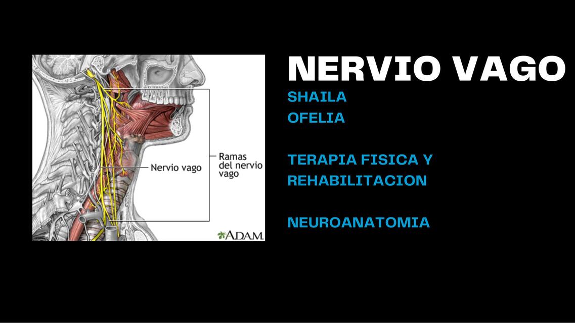 Flashcards de NERVIO VAGO 2 | Por alejandro | uDocz
