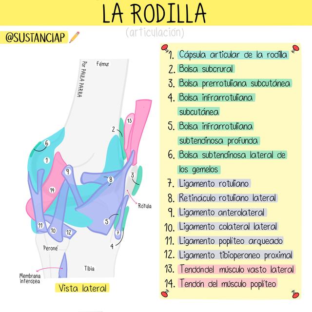 Anatomía de la Rodilla 