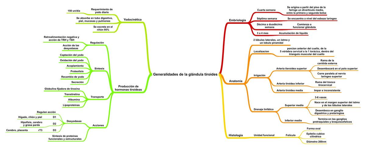 Generalidades de la glándula tiroides