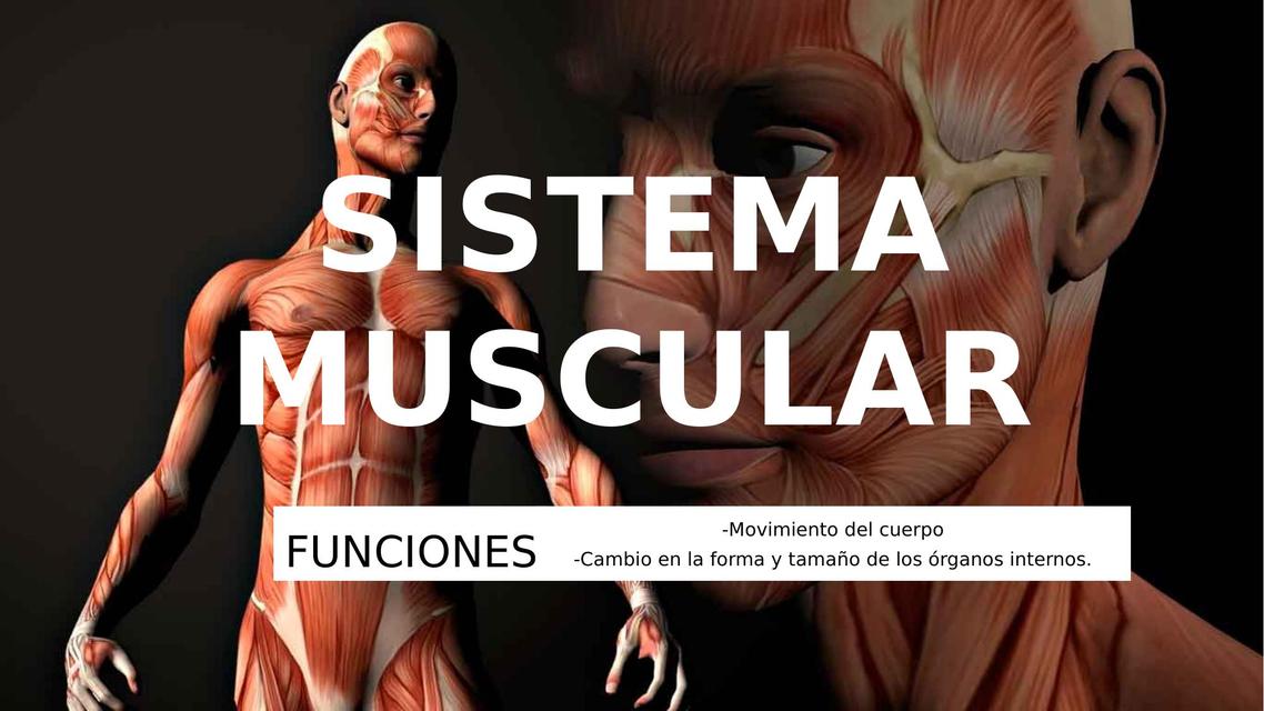 Sistema Muscular