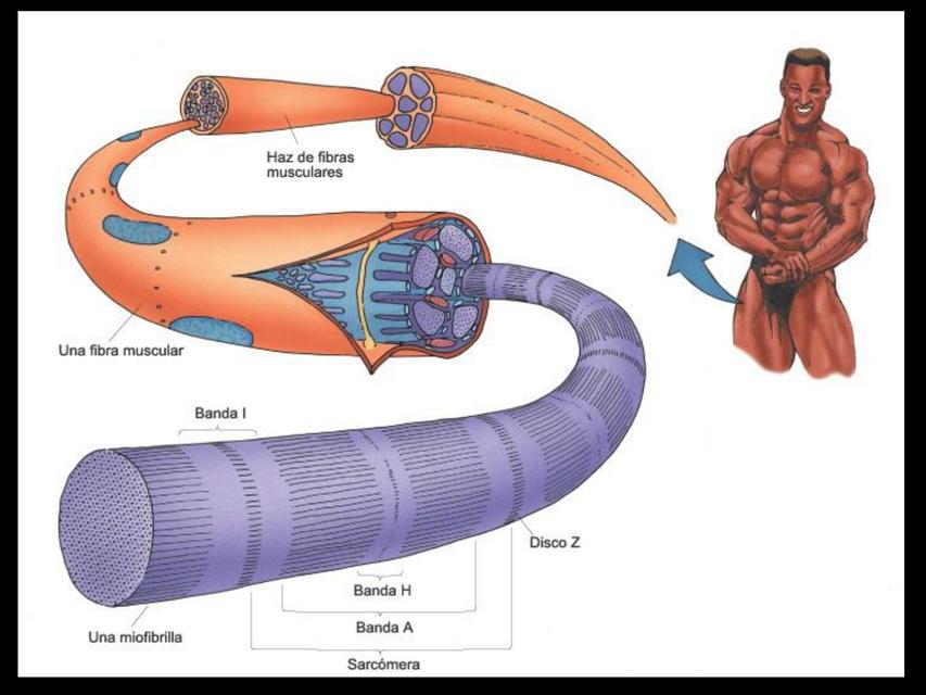 Sistema Muscular