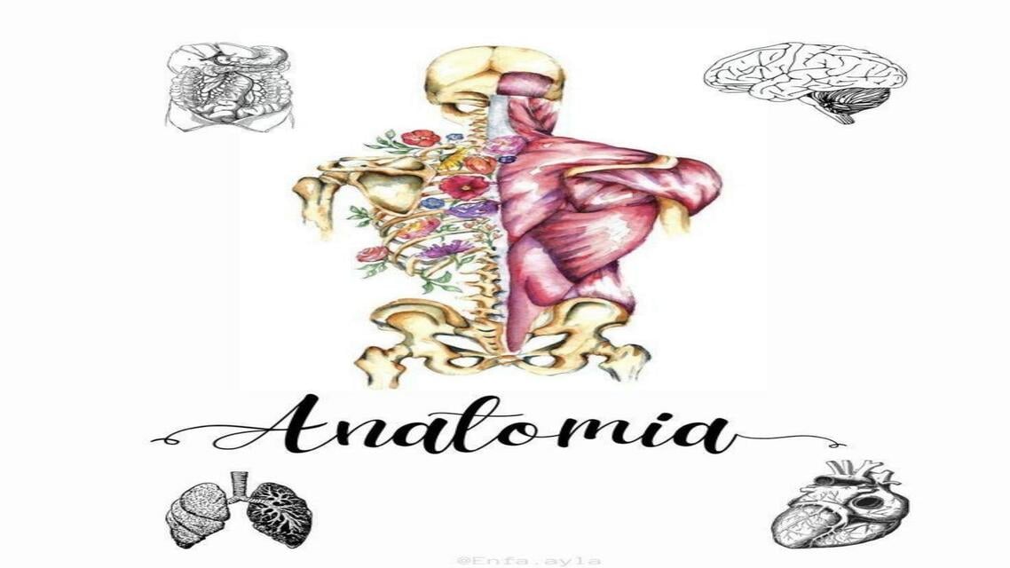ANATOMIA | Henry | uDocz
