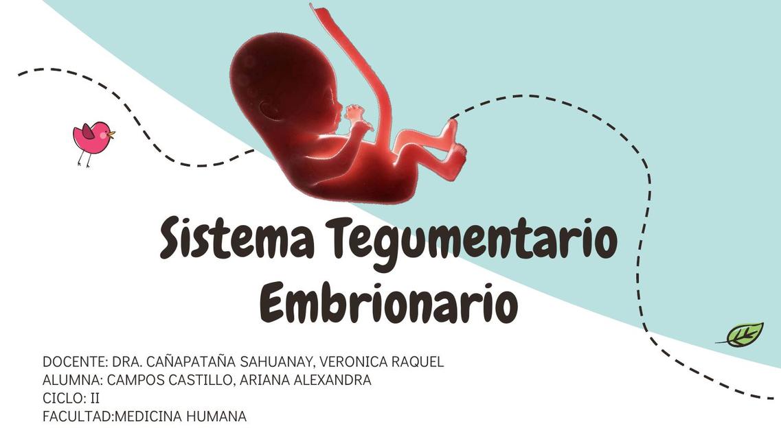 Sistema Tegumentario Embrionario