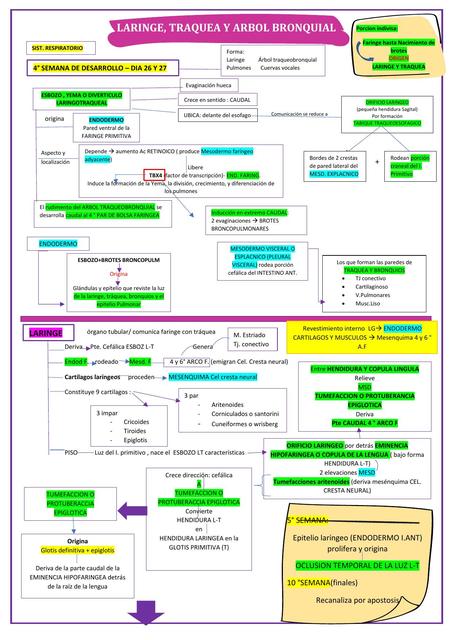 Embriología - Laringe Tráquea y Árbol Bronquial