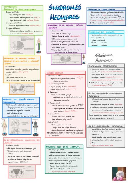 Signos y síndromes Medulares