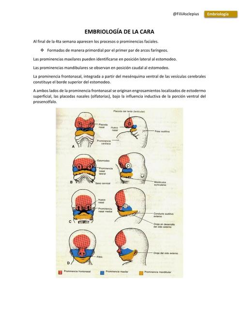 Embriología de la cara