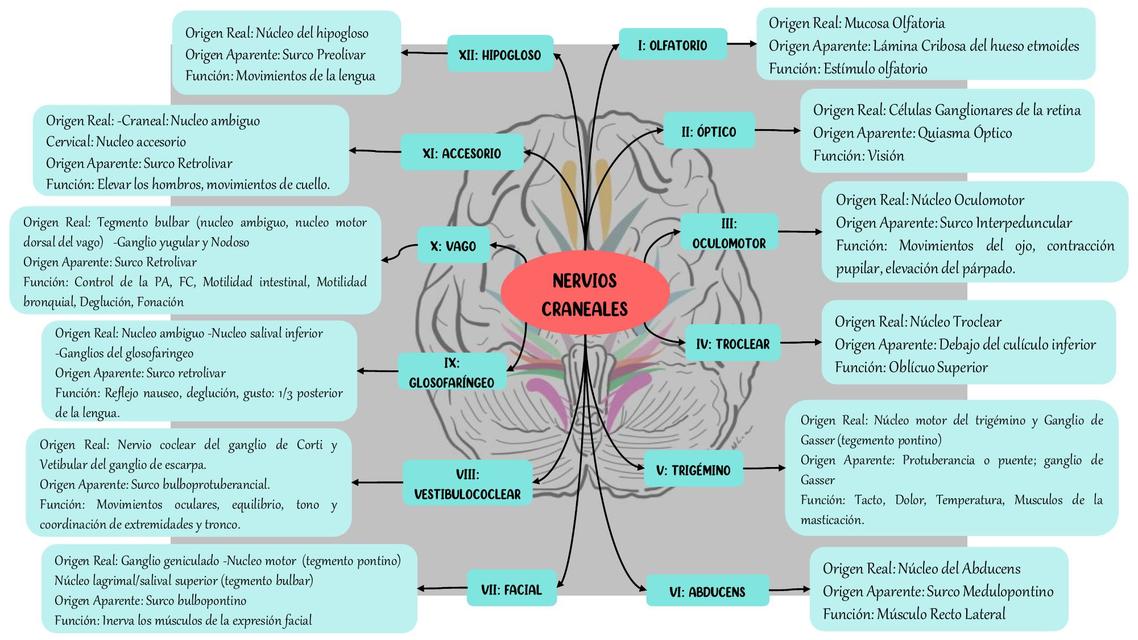 Nervios Craneales