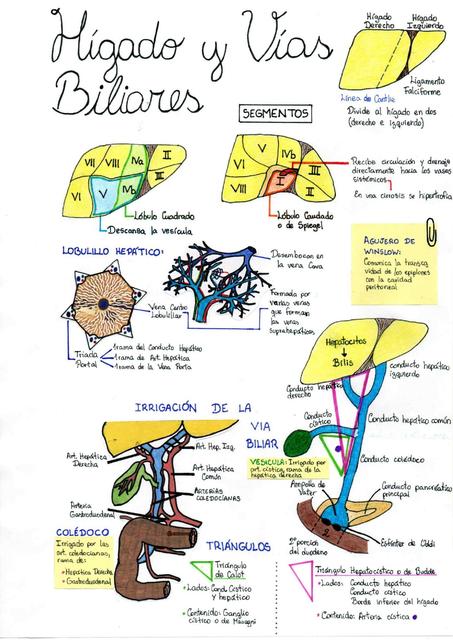 Higado y vías biliares Colelitiasis Cólico Biliar Colecistitis Coledocolitiasis Colangitis