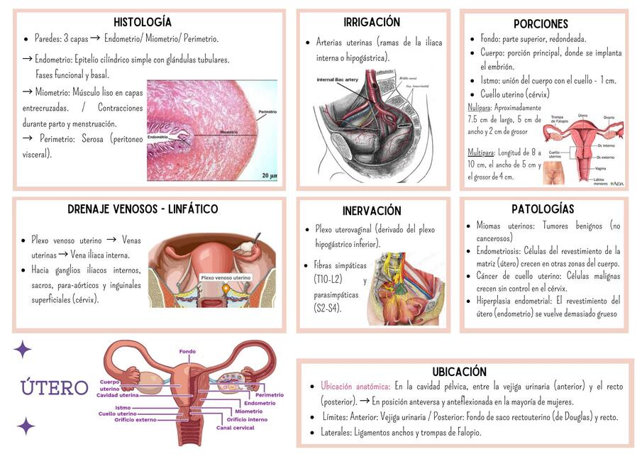 útero Euqqoria Udocz