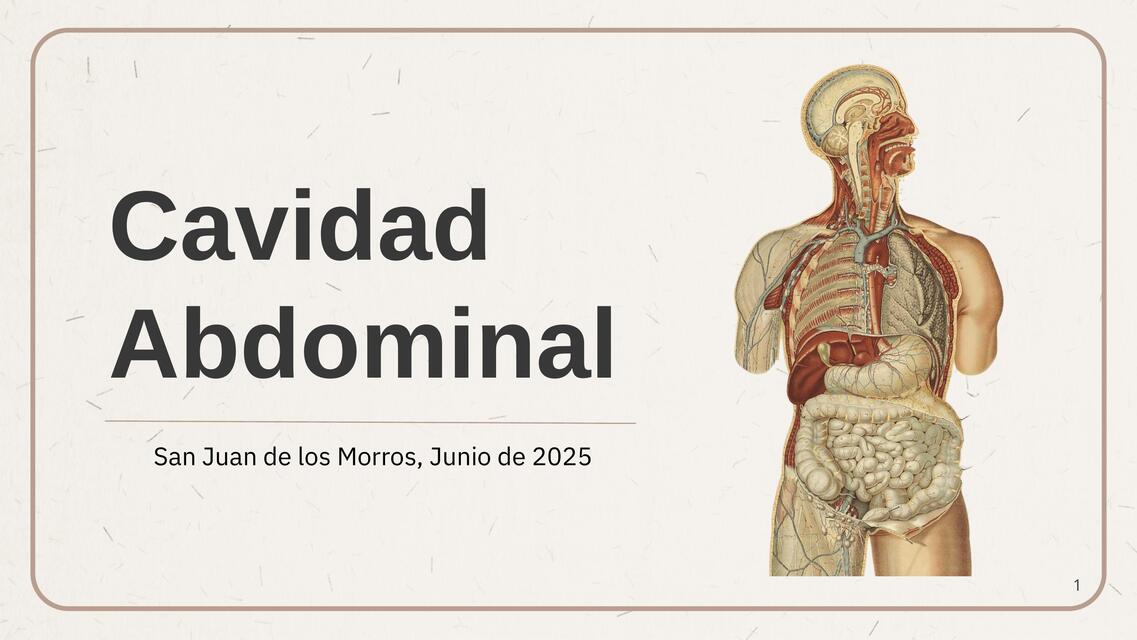 Cavidad abdominal | Ysaac Garcia | uDocz