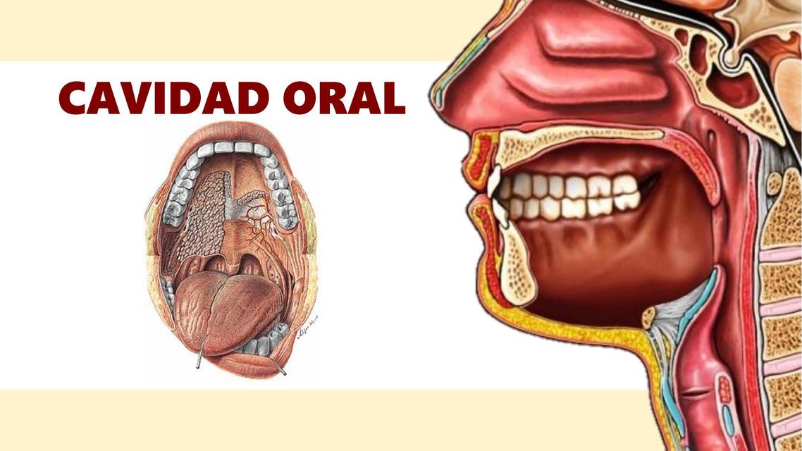 Cavidad Bucal Y Dientes