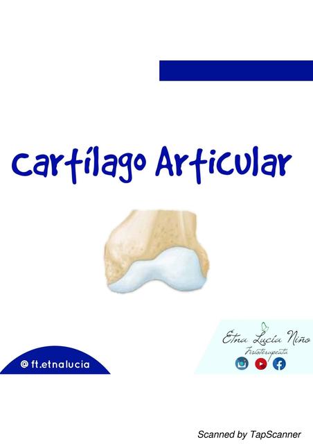 Cartílago Articular