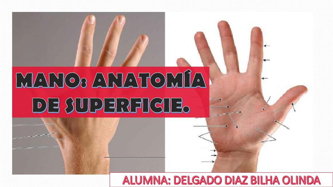 Mano Anatomía de Superficie