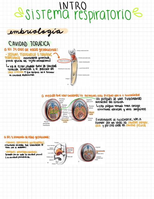 INTRO AL SISTEMA RESPIRATORIO