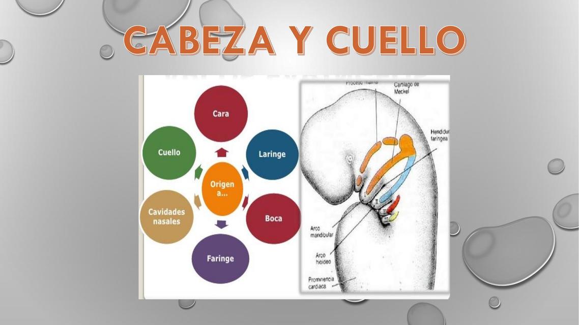 EMBRIOLOGÍA DE CABEZA Y CUELLO