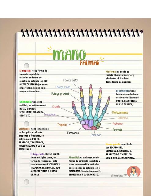 Anatomía de la Mano