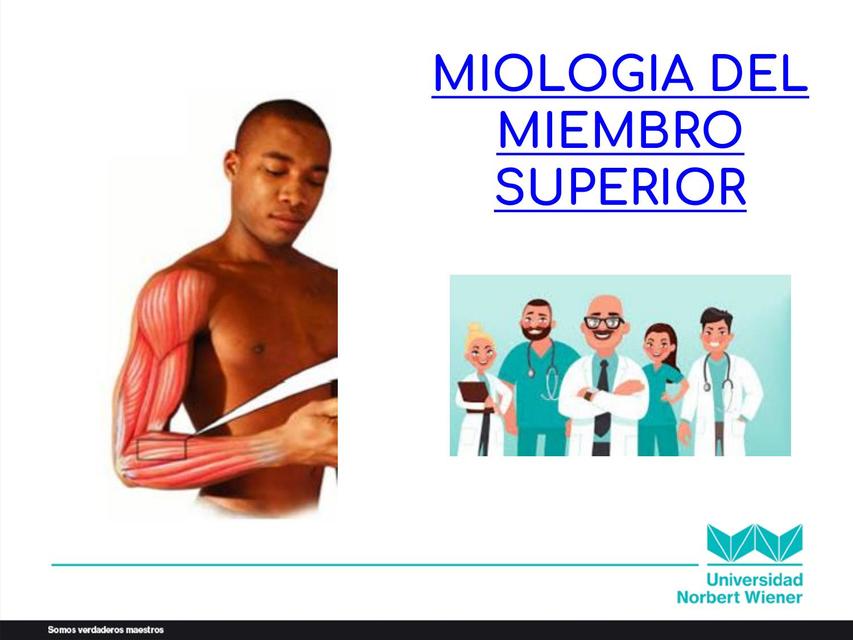 Miologia del MMSS