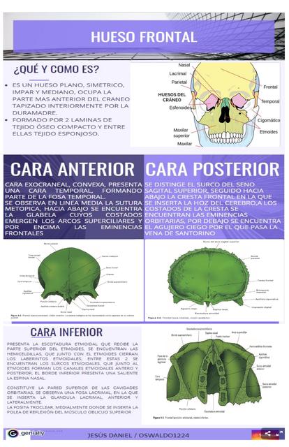 Hueso Frontal 