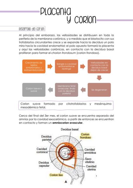 Placenta y corion | Katy González | uDocz