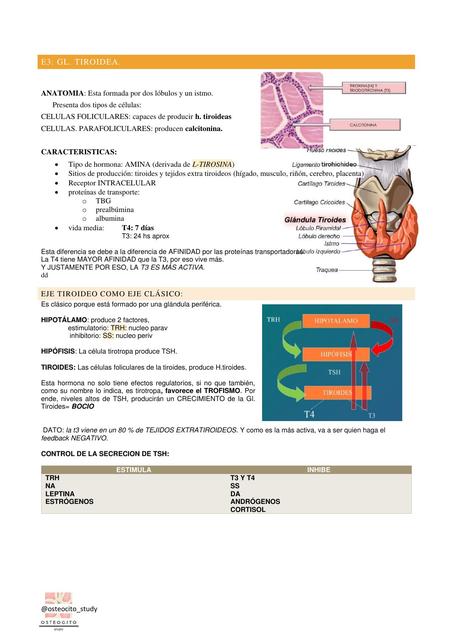 Fisiología Tiroidea