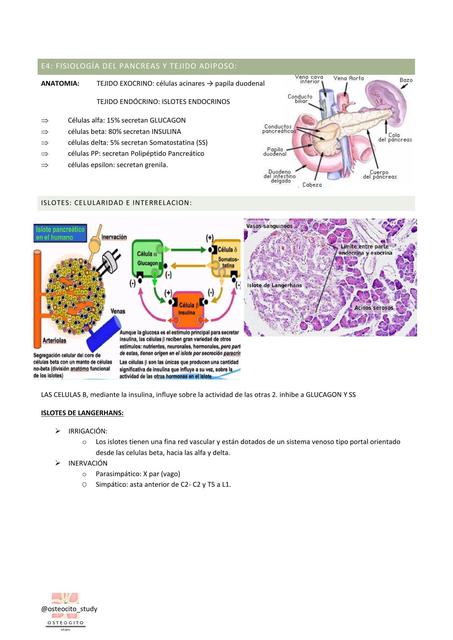 Fisiología del Pancreas y tejido adiposo