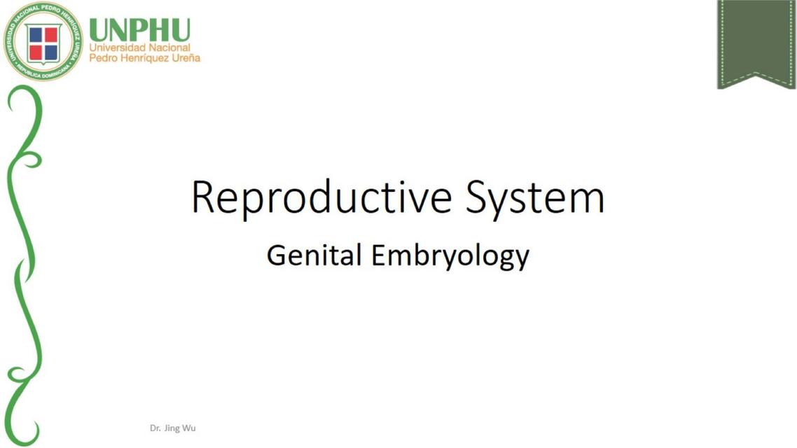 Male Reproductive System