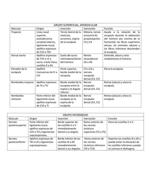 GRUPO DE MUSCULOS DEL TRONCO