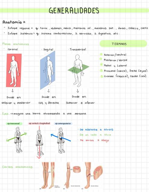 Flashcards de Generalidades anatomía | Por Zoe Pezlo | uDocz