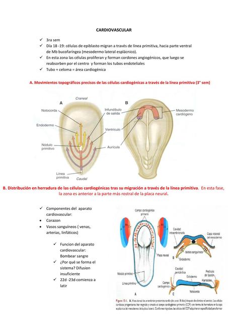 EMBRIOLOGIA CARDIOVASCULAR MALFORMACIONES CONGÉNITAS