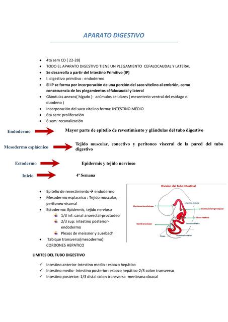 EMBRIOLOGIA DEL SISTEMA DIGESTIVO