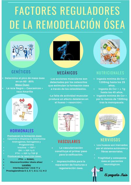 Factores Reguladores De La Remodelacion Osea Terapia Fisica Medicina Udocz