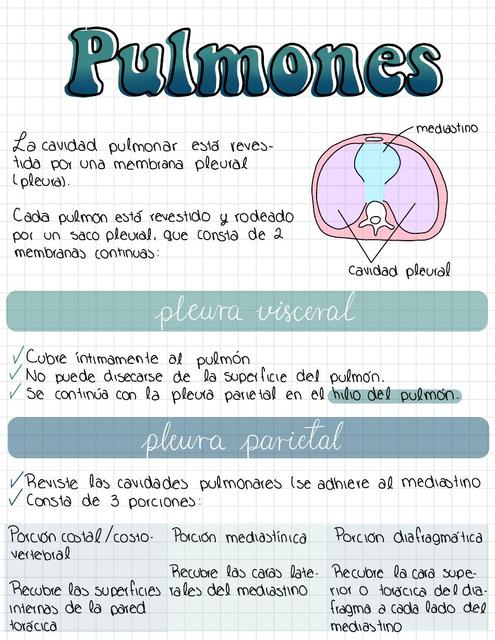 Pulmones Tráquea y Bronquios