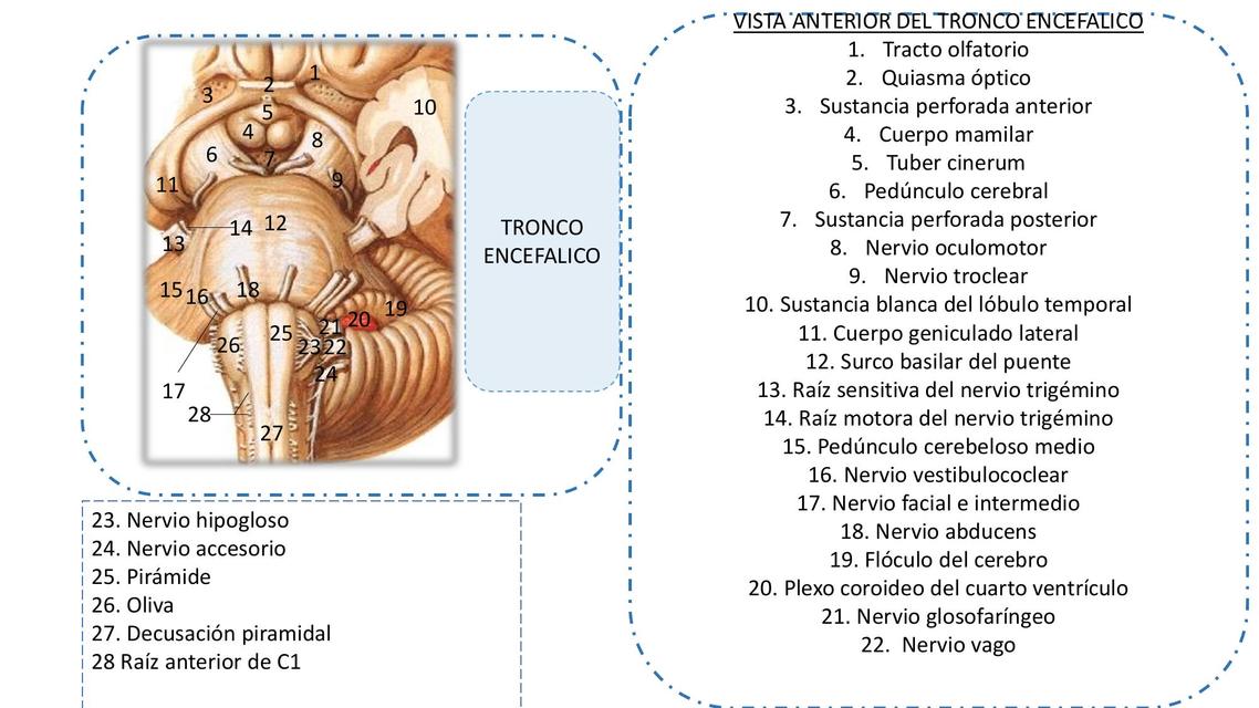 Nervios Craneales Anatomía 