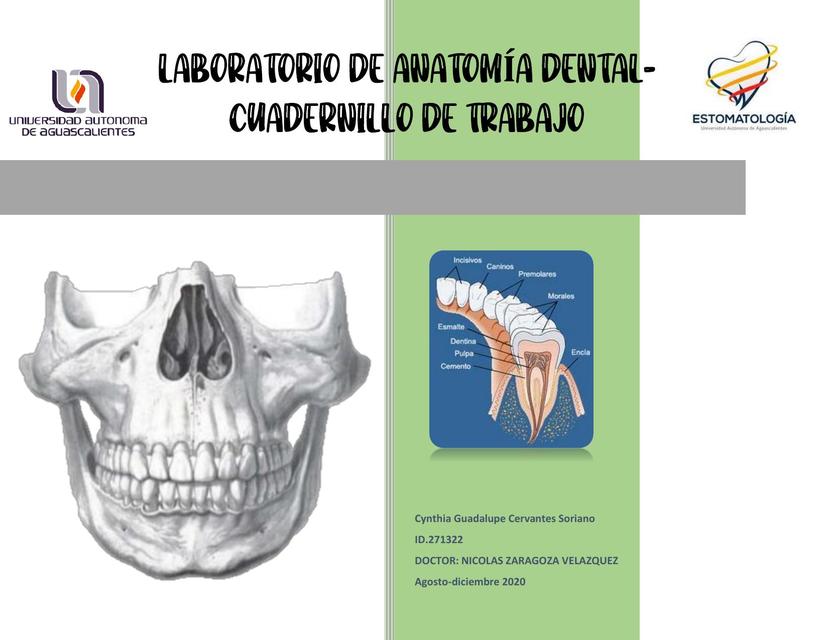 Anatomía Dental Completa 