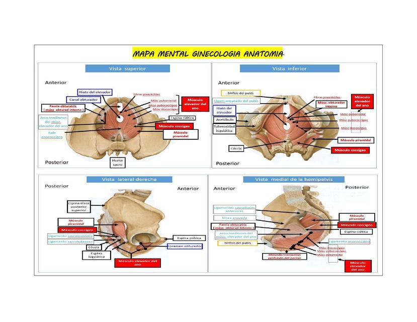 Resumen Mapa mental Ginecología