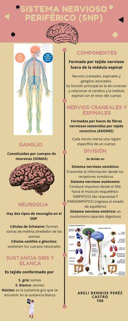 Sistema Nervioso Periférico 