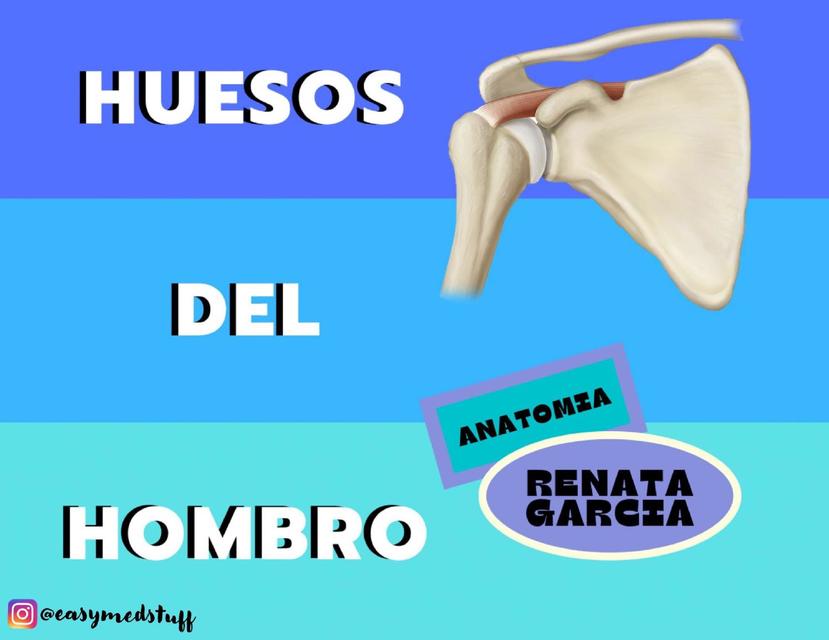 Huesos del hombro